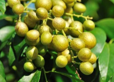 黄皮果成熟上市时间 黄皮果几月份成熟上市
