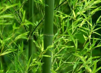 竹子冬天落叶吗 竹子冬天落叶是怎么回事