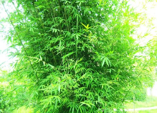 竹子冬天落叶吗