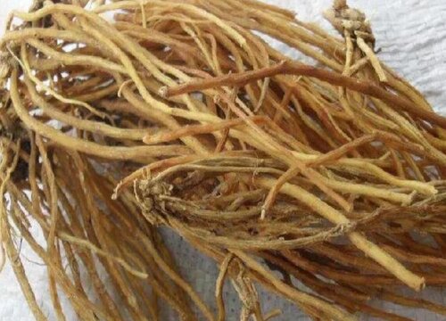 龙胆草可以泡水喝吗