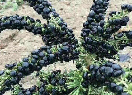 黑枸杞的保存方法
