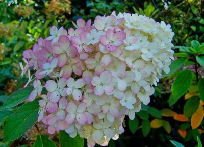 绣球花冬天落叶吗 绣球花冬天落叶是怎么回事