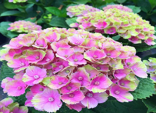 绣球花冬天落叶吗