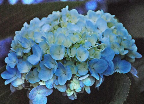 绣球花冬天落叶吗