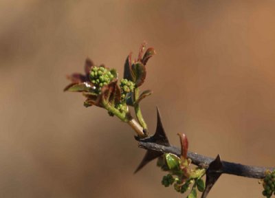 花椒怎么保存 花椒保存方法