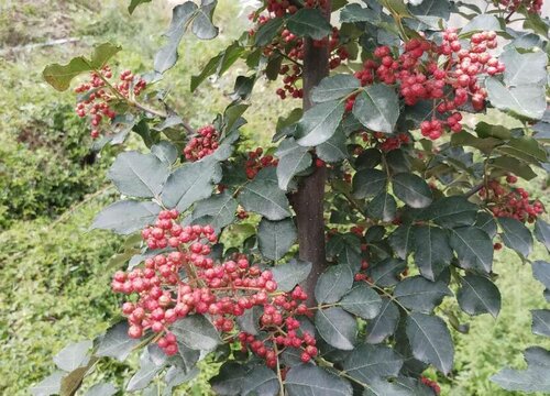 花椒保存方法
