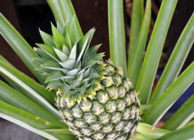 菠萝怎么保存 菠萝保存方法