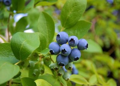 蓝莓怎么保存 蓝莓保存方法