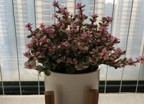 雅乐之舞怎么种植