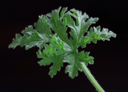 驱蚊草怎么种植