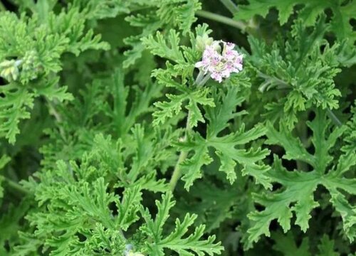 驱蚊草怎么种植