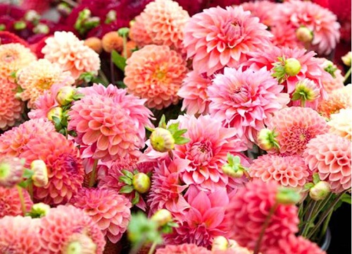 大丽花怎么种植