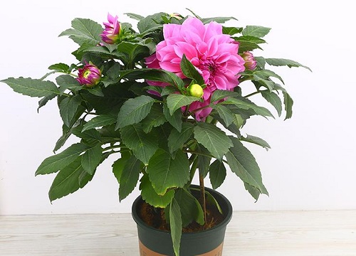 大丽花怎么种植