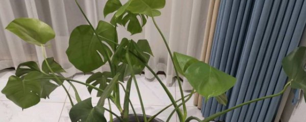 龟背竹长得快吗