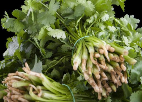 香菜是什么菜