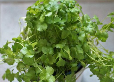 香菜是什么菜 香菜是什么样子