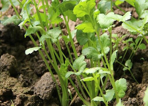 香菜是什么菜