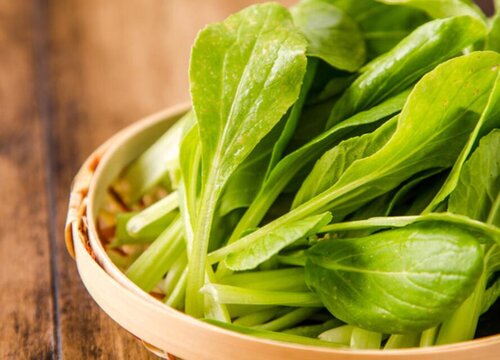 毛毛菜是什么菜