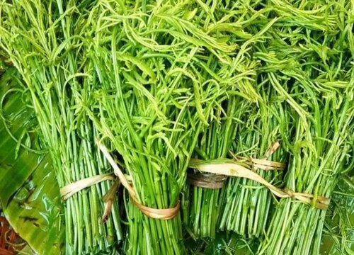 臭菜是什么菜