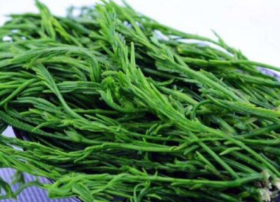 臭菜是什么菜 臭菜是什么样子