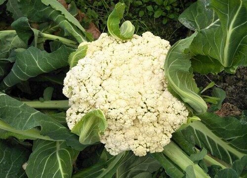 花菜是什么菜