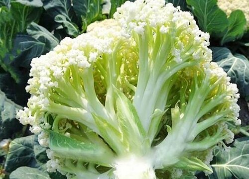 花菜是什么菜