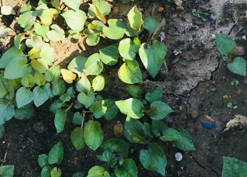 折耳根是什么菜