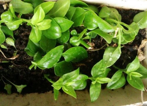 木耳菜是什么菜
