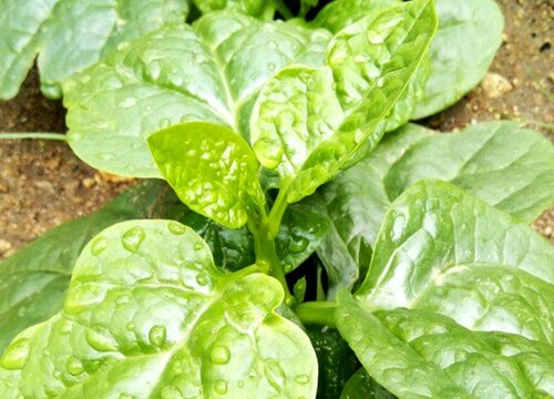 木耳菜是什么菜