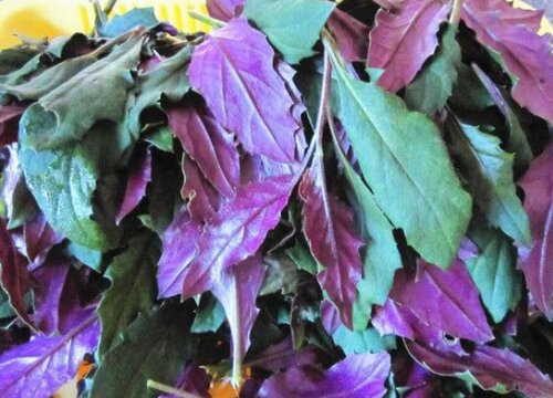 紫色菜叶是什么菜