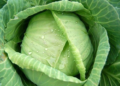 卷心菜是什么菜