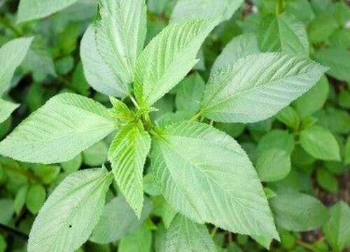 王菜是什么菜