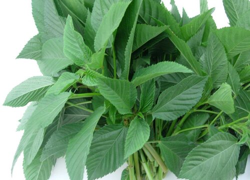 王菜是什么菜