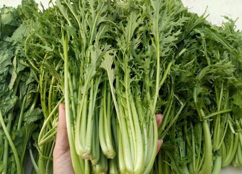 春不老是什么菜