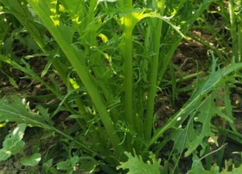 春不老是什么菜