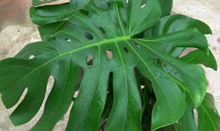 龟背竹的种类 龟背竹属于什么类植物