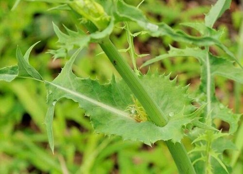 苦菜是什么菜