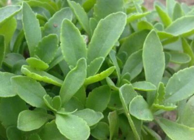 救心菜是什么菜 救心菜是什么样子