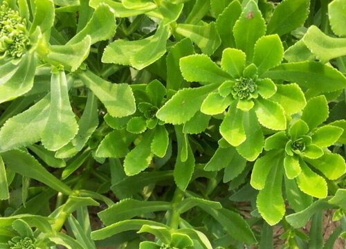 救心菜是什么菜