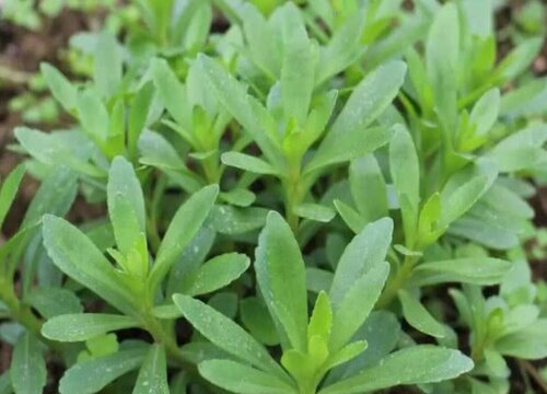 救心菜是什么菜