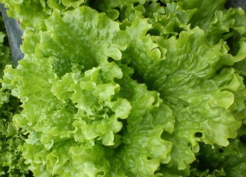 玻璃菜是什么菜