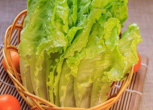 玻璃菜是什么菜