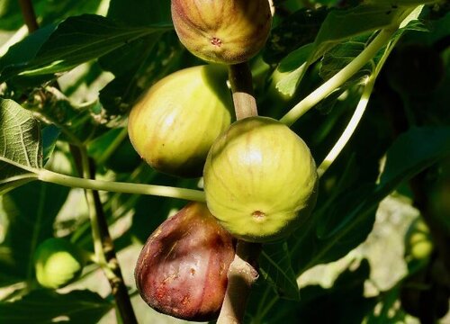 无花果几月份成熟上市