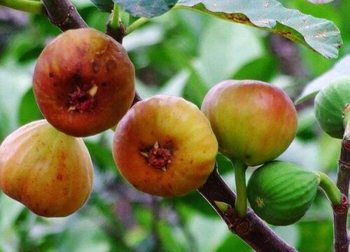 无花果几月份成熟上市