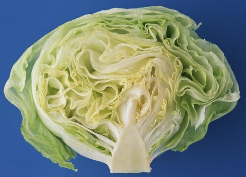 包菜是什么菜