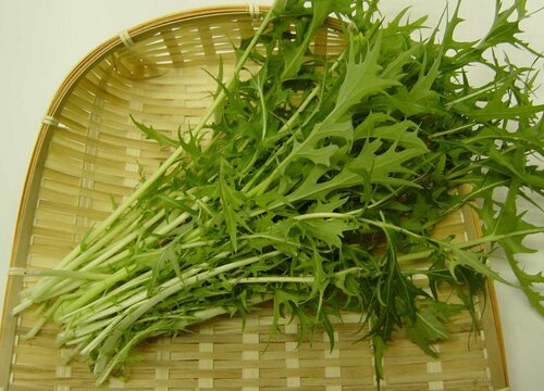 水菜是什么菜