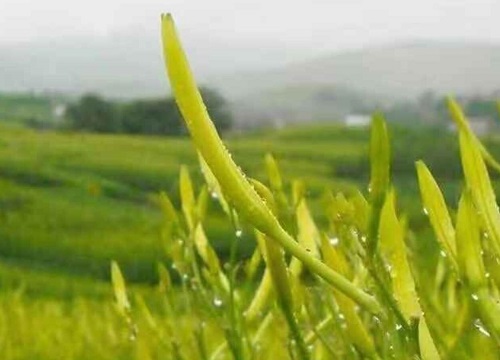 黄花菜是什么菜