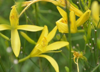 黄花菜做法 黄花菜是什么菜