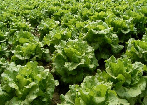 生菜是什么菜