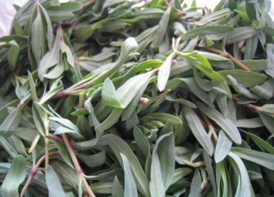 山菜是什么菜 山菜是什么样子